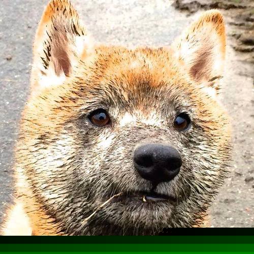 开云官网-跨域封王，从西域到盐湖城，文班亚马的硬仗基因