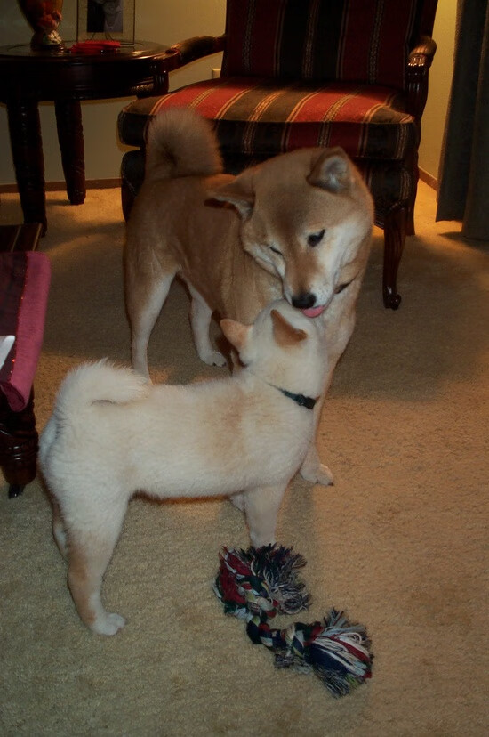 开云平台-球场无边界，NBA季后赛中的乌克兰铁血与墨西哥烈焰