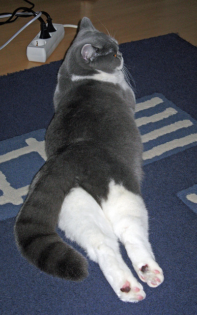 唯一性的见证，摩纳哥在西决生死战焦点战中翻盘卡塔尔的史诗逆转