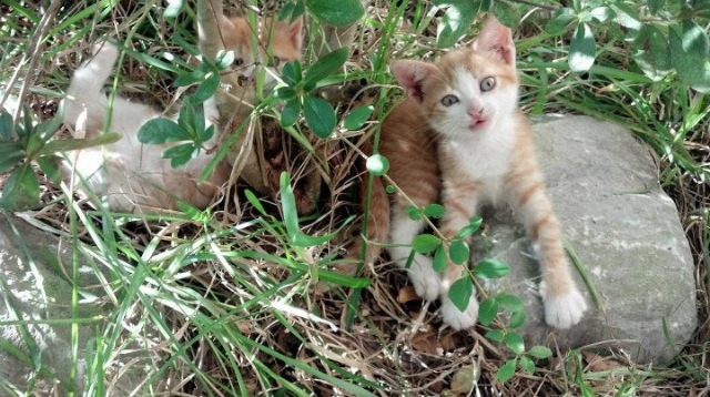 决胜时刻的微光，特奥与那场改写历史的NBA总决赛之夜