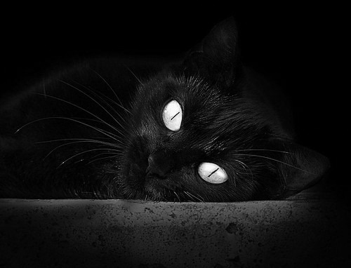 范弗利特主宰赛场，凯尔特人碾压广厦队显霸气