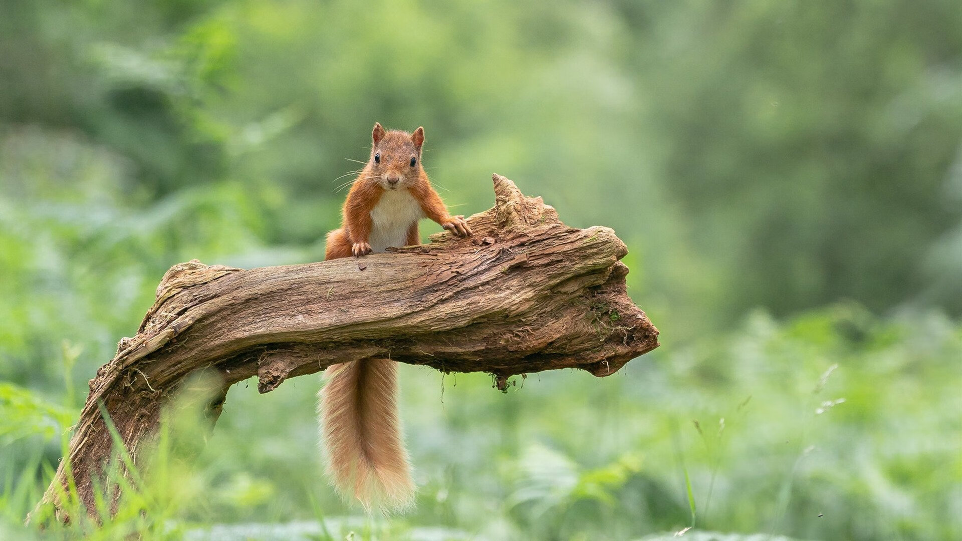 开云体育-当萨城战术面包屑，撒向欧冠终场哨