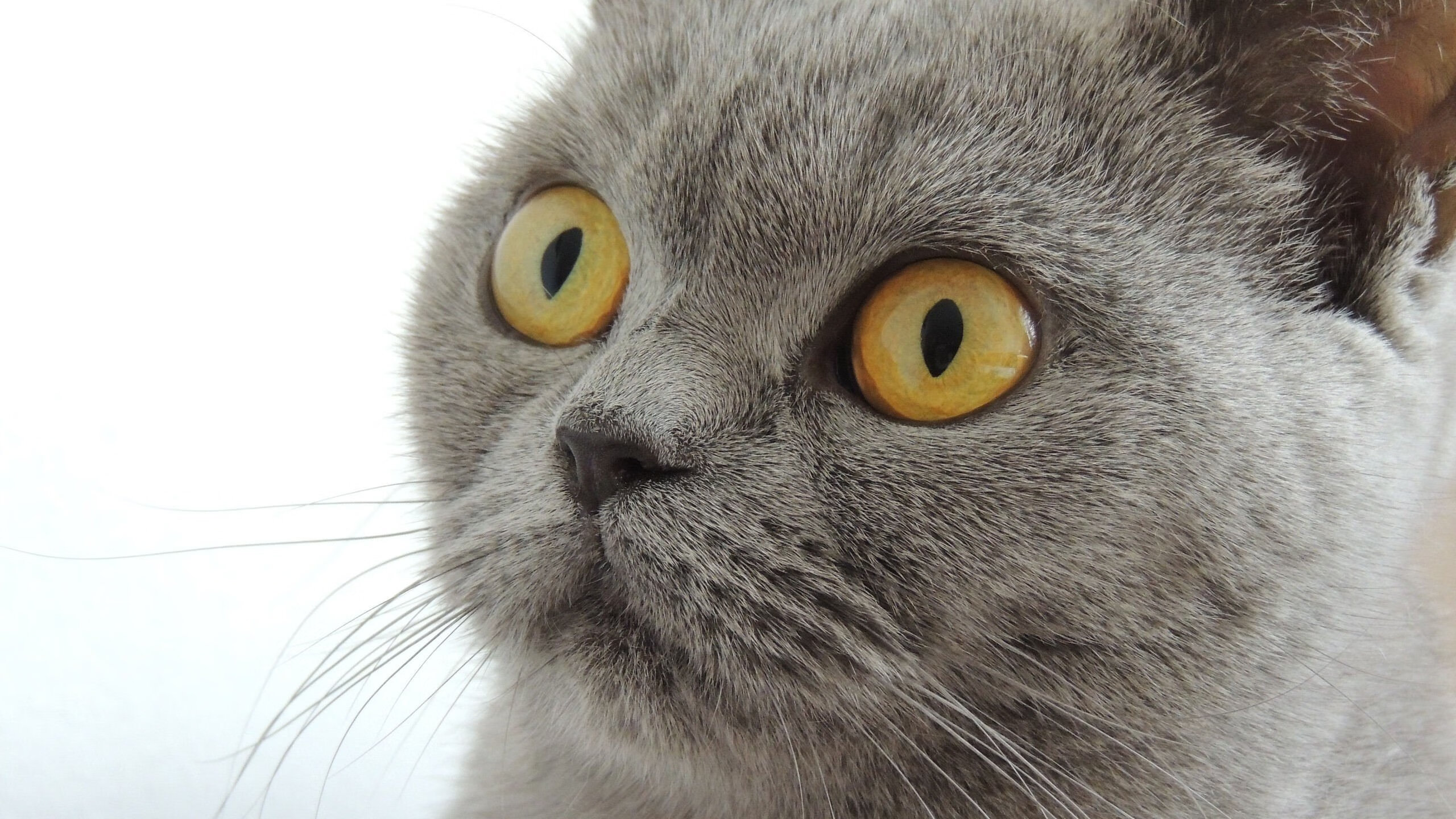 一秒三世界，保罗那记杀死公牛的绝命抛投