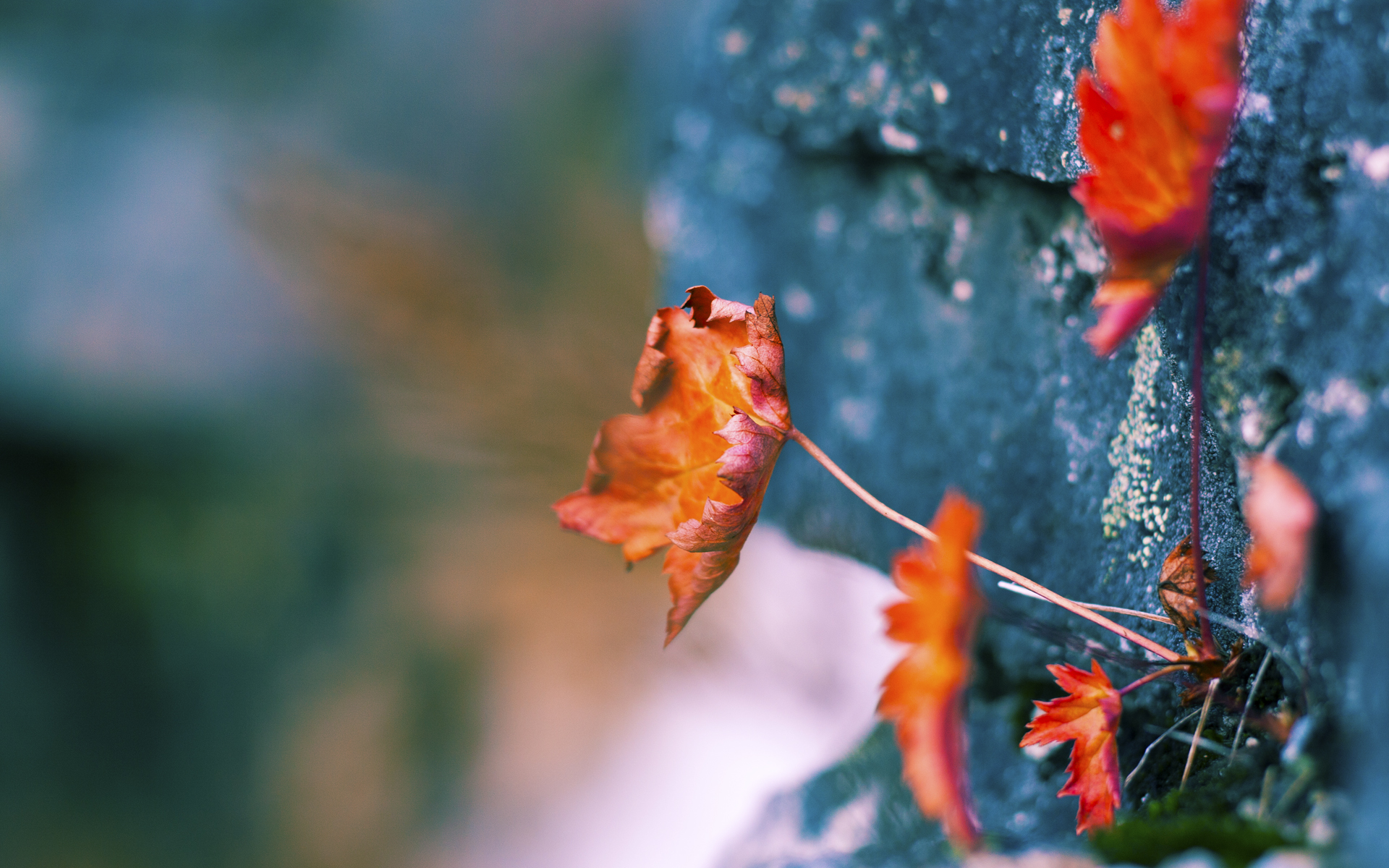 北欧寒冰与潘帕斯烈焰，欧冠夜的双重主宰