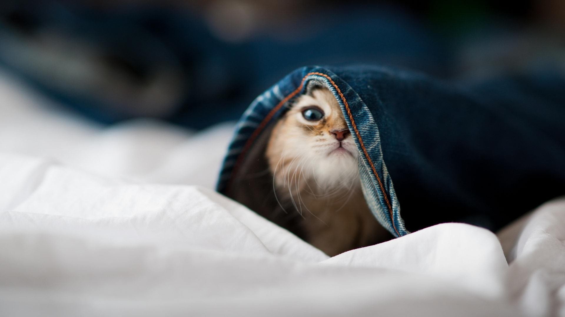 开云体育APP下载-偶然的英雄与必然的崛起，杰伦·格林如何成为猛龙力克太阳的关键先生