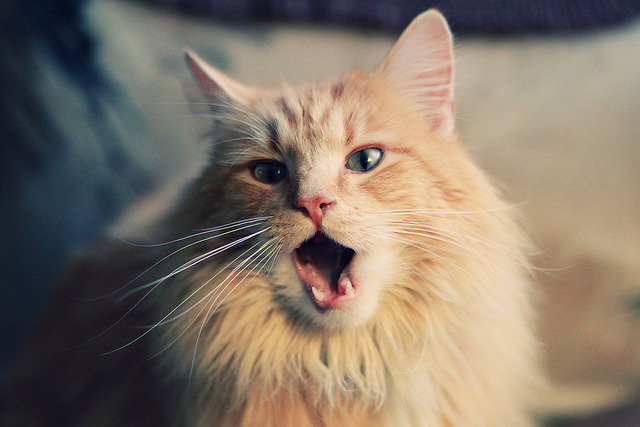 开云体育官网-当安哥拉在虚拟绿茵场一波带走切尔西，荒诞与真实的德甲争冠焦点战