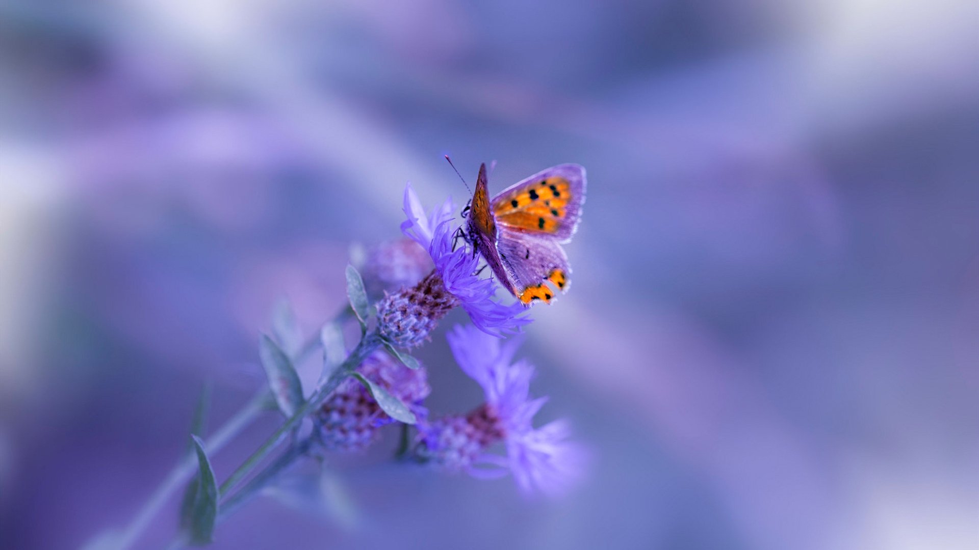 开云体育app-跨越星空的较量，火箭惊险力克山西，东契奇末节得分狂潮定乾坤