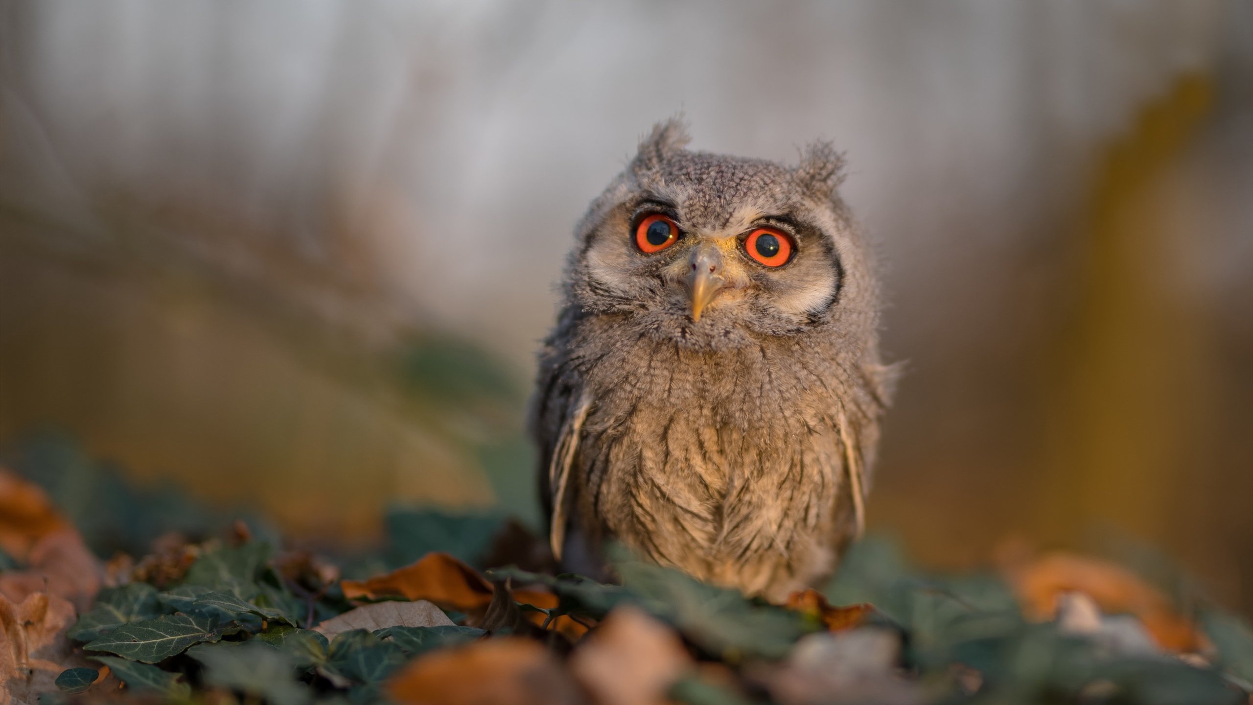 神话再临，卡马文加三记神射，希腊绝境逆转哥斯达黎加