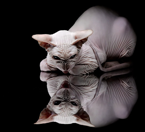 开云官网-赛道与绿茵的双重奏，当巴林夜战引擎轰鸣遇见格列兹曼的手术刀