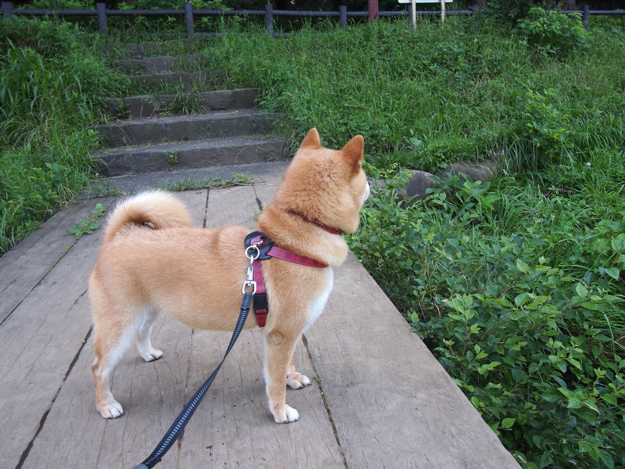 开云下载-赢家的配方,从瑞典的战术锁链到楚阿梅尼的王者接管