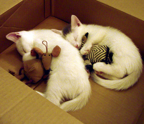 开云体育在线-利刃与罗盘,加克波个人爆发与尼斯整体节奏如何切割厄瓜多尔防线