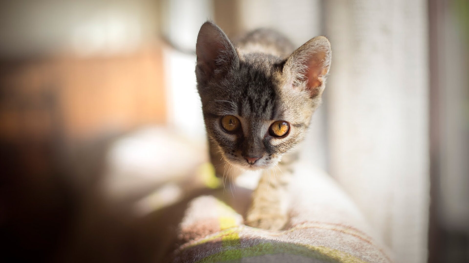 唯一法则，顶弧后撤步，是此刻宇宙唯一的数学