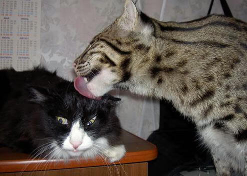 北非风暴席卷拜耳，无名摩洛哥铁骑肢解药厂，巴雷拉一役封神定乾坤