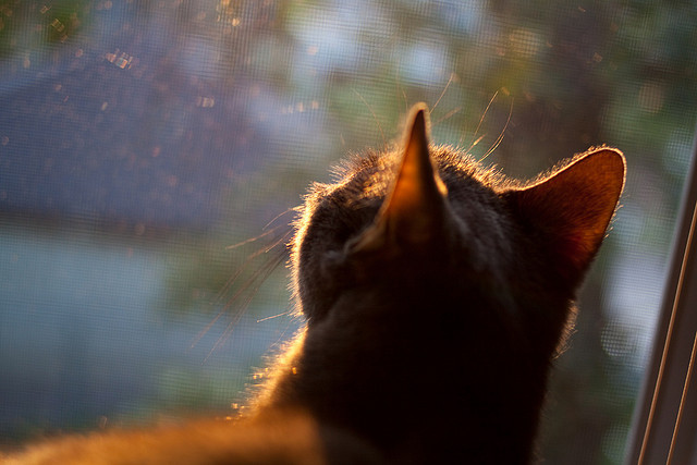 开云体育登录-权杖交接之夜，世界排名争夺战的镁光灯下，布伦森以惊世纪录重写历史