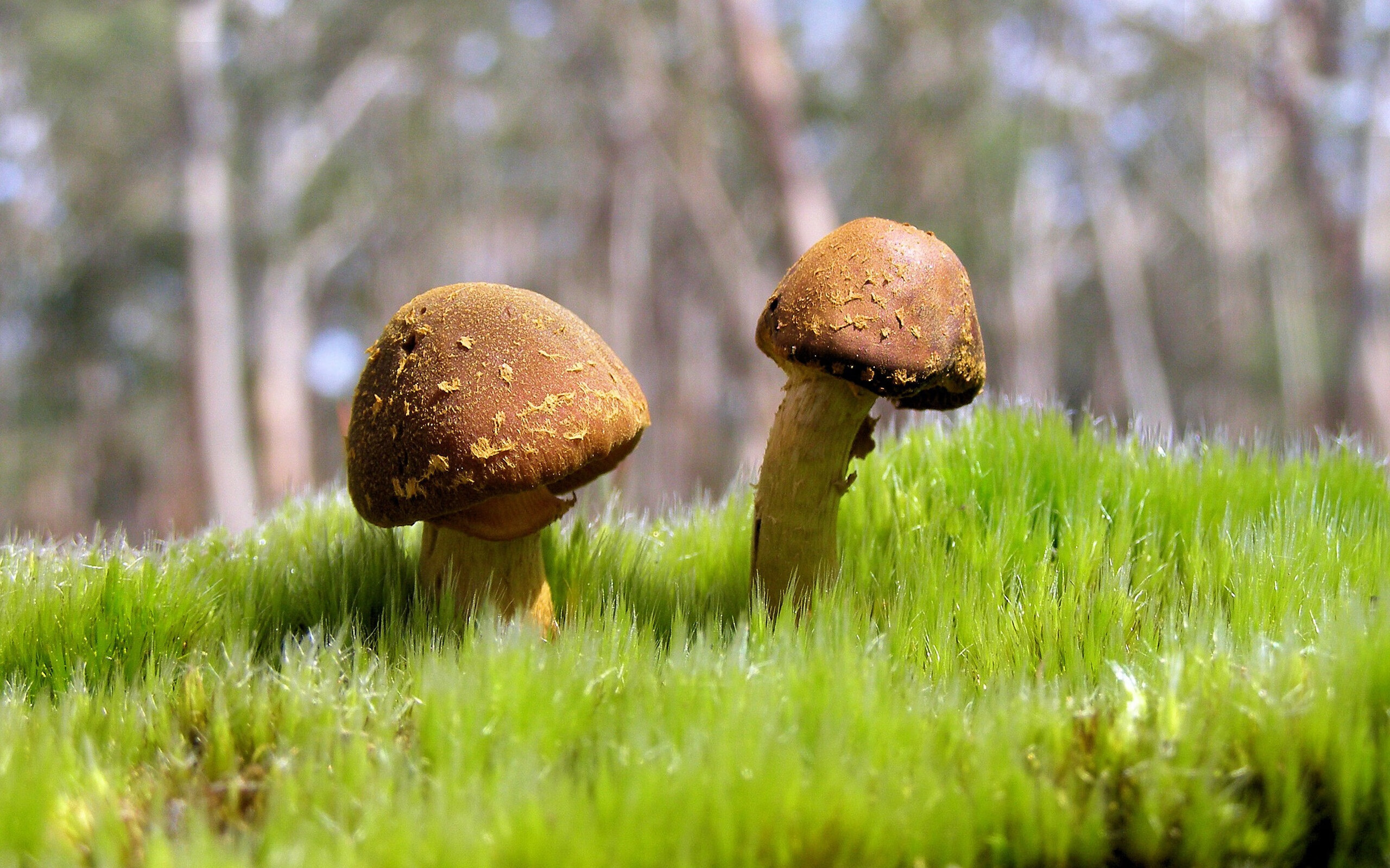 足球场上的指挥官，当若日尼奥的指挥棒对上韩国的快攻闪电，节奏之战如何定胜负？