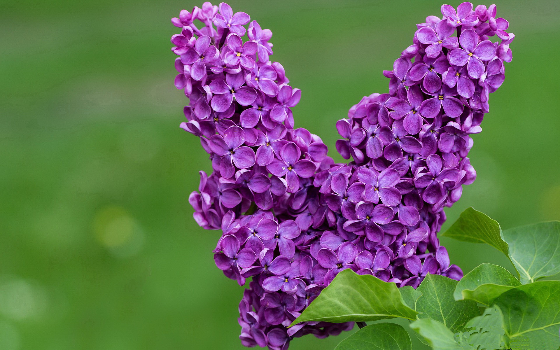 钢铁与郁金香的对决，卡塞米罗重炮破局，国际米兰铁链封锁荷兰风暴